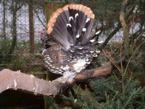 Spruce grouse 07