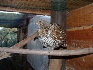 Spruce grouse 08