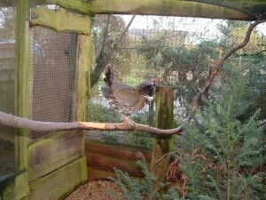 Spruce grouse 09