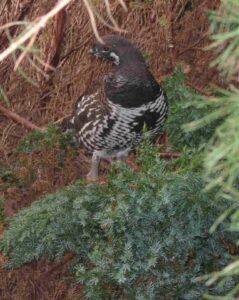 Spruce grouse 10