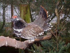 Spruce grouse 11