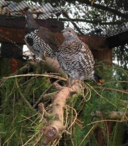Spruce grouse 12