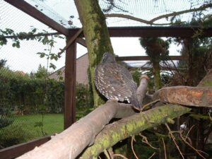 Spruce grouse 13