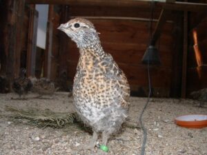 Spruce grouse 14