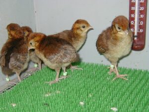 Tragopan Temmincki